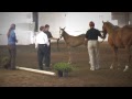 Sweet Tater (10) 2009 Irish Sporthorse Filly