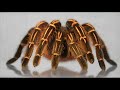 Tarantula!