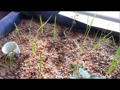 how to replant green onions