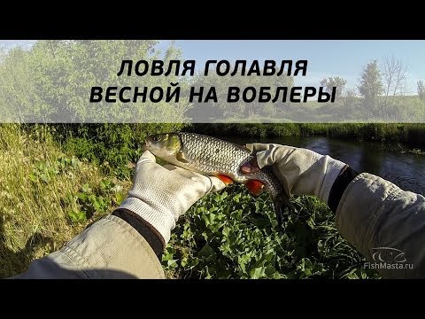 как ловить голавля весной на спиннинг как ловить голавля весной на спиннинг