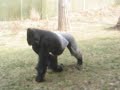 Silverback Gorilla walking next to camera Silverback Gorilla walking next to camera