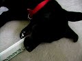 walter playing with his toy