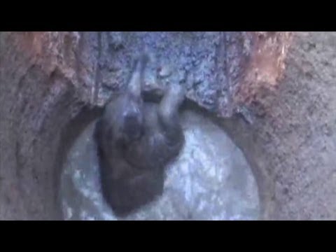 Thailand - A baby elephant has a lucky escape after falling down a well in Thailand. Images of the rescue of the elephant. Duration: 01:25.