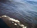 red tide 2