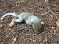 videos de baby squirrel that fell