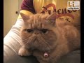 かわいい犬動画