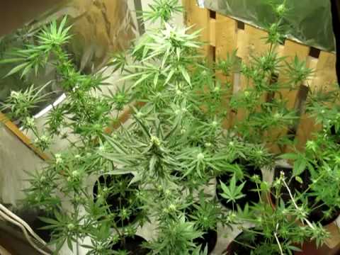 how to grow purple haze