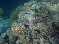 Eriyadu Reef Maldives
