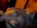 funnt snowman