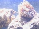 Fishtank 2 Fishtank 2