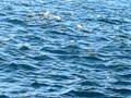 Monterey Bay Dolphins in the Wild