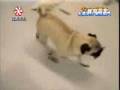 Pug video