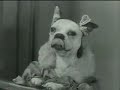 Queenie in trouble