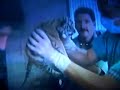 awesome pawsome part2 awesome pawsome part2