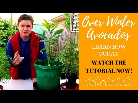 video-linktoworks-How to Overwinter Avocado Trees in Containers