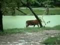 Bangkok Tiger Safari Video-2