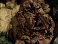 HIGH QUALITY SPIDER MOVIE 2