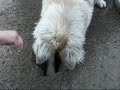 Dumb Dog