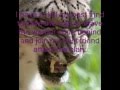 videos de Spottedheart She-cat of Snow Clan (for a contest)