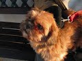 Chien Boutond'Or ...
