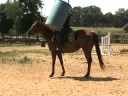 Carolina Sport Horses Shameless Leader AQHA Carolina Sport Horses Shameless Leader AQHA