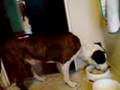 videos de Tajfun