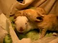兔子吃太飽走不動