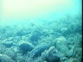 Underwater footage off Walney
