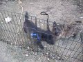 CP Rescue Cairn Meets the Residents, Day 3