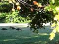 Turkeys in the Yard