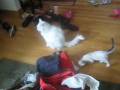 videos de New Cat Old Cat.mov