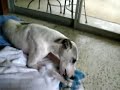 Zoey destroys her stuffies like no dog I\