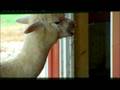 Stillwell Family's 401(k) Is Herd Of Alpacas