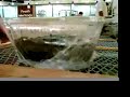 Grocery Store Fish