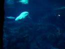 Beluga Whale