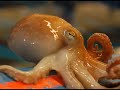 ???? ??????????? (Bivalves) , ???????? ?????? (cephalopoda)