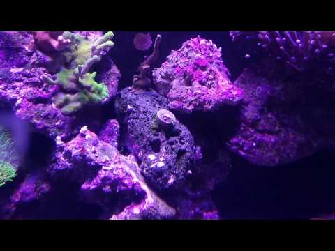 how to care for pulsing xenia