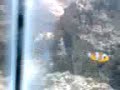meu primeiro aquario. video após soltar os peixes. 
