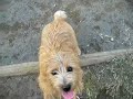 Goro@Welsh corgi 20061102 Norfolk Terrier 02