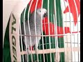 perroquet chante 1 2 3 Viva l'Algérie  بغبغاء تغني للجزائر