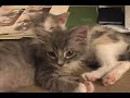 Cute and adorable kittens playing and sleeping!