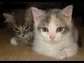 Cute and adorable kittens playing and sleeping!