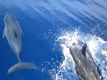 delfines