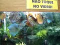 Discos comendo coração de boi congelado. 