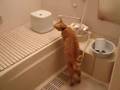 おやじ猫ちゃとらんはお風呂チェックが趣味