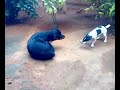 Rottweiler attacks  jack russell terrier