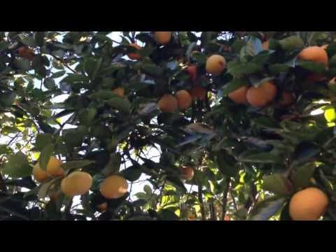 how to harvest persimmons