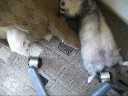 eccentricity ferret - ?????????