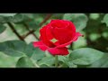 Wolfgang Amadeus Mozart - Piano Concerto No. 21 Andante