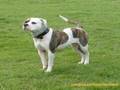 American Bulldogs